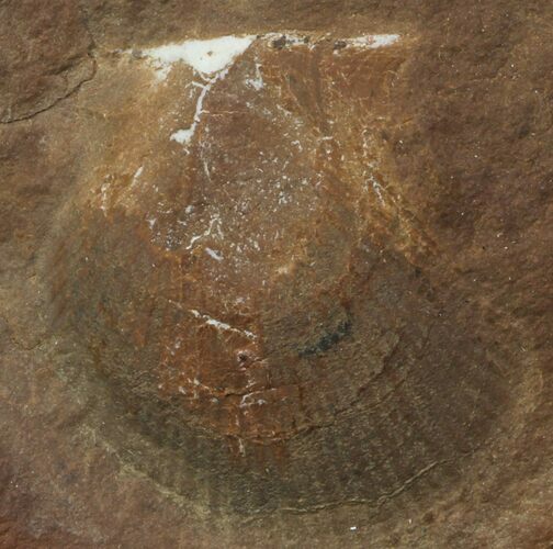 Pennsylvanian Bivalve (Aviculopecten) Fossil - Mazon Creek #113232